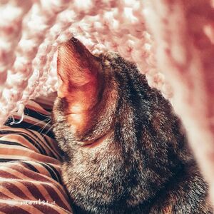 Pod kocem schowam się i tak będę leżeć. 🐈
#catsandcrafts #ramithecat #catsofinstagram #catstagram #handmadedecorations #knittstagram #knittedblanket #pinkbkanket #homeandgarden #homedecoration #happyvalentinesday #knittinglove