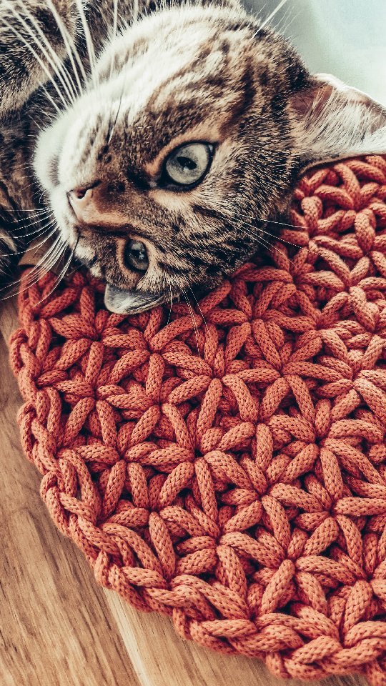 Cats & Crafts - Montsi, Freddie i Rami. Nic się nie dzieje bez nich 💛💚💙

#catsgram #cat #catslover #catandcraft #mycat #catsofinstagram #knitting #crocheting #handmade #homeandgarden #decoration #cats #bestfriends #montsicrafts #montsithecat #freddiethecat #ramithecat