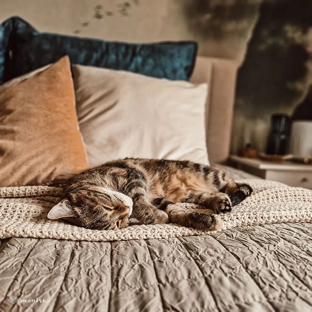 #RamiTheCat, jak i z resztą wszystkie nasze kotki, zawsze kładzie się na wydzierganych kocach lub narzutach. Zawsze musi coś być pod kocim ciałkiem. 

#catsofinstagram #cat
#catsandcrafts #szydełko #narzuta #handmade #crochet #bedspread #blanket #szydelkowanie #crochetaddict